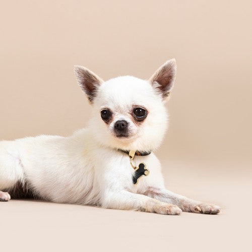 Chapa Myfamily Basic Handmade Hueso Amarillo- Tamaño pequeño