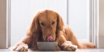 Dieta BARF para perros, ¿en qué consiste?