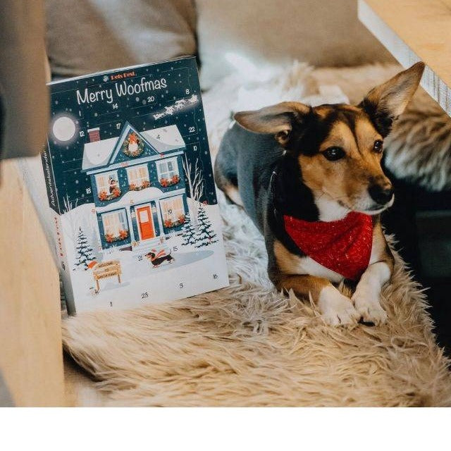Perro junto a su calendario de Adviento de snacks sin cereales